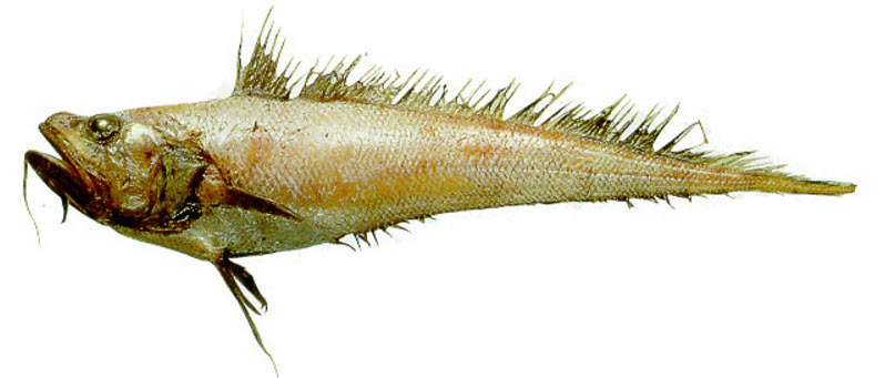 Gadomus arcuatus_12224.jpg